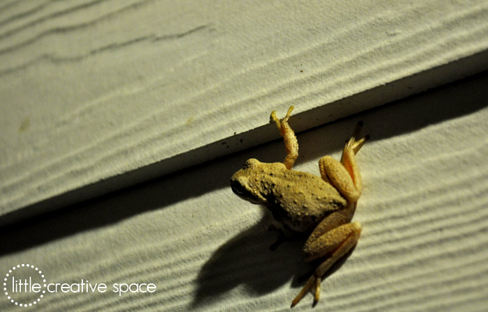 Shadowy Frog Backside