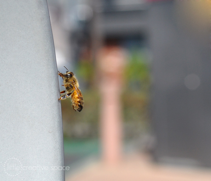 Climbing Bee