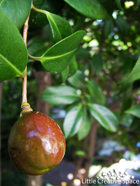 Fresh Fruit on Tree