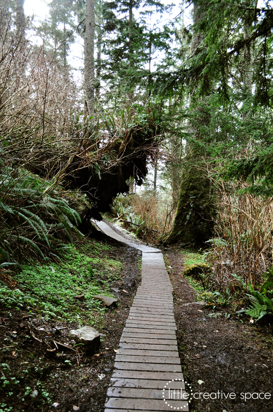 Forest Trail