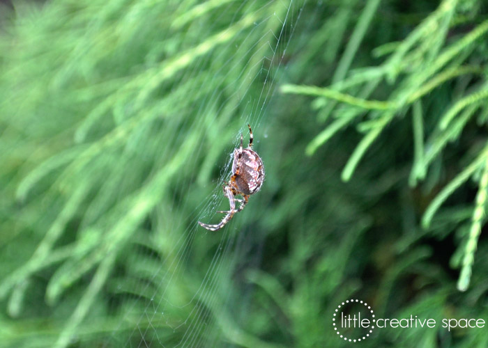 Huge Spider