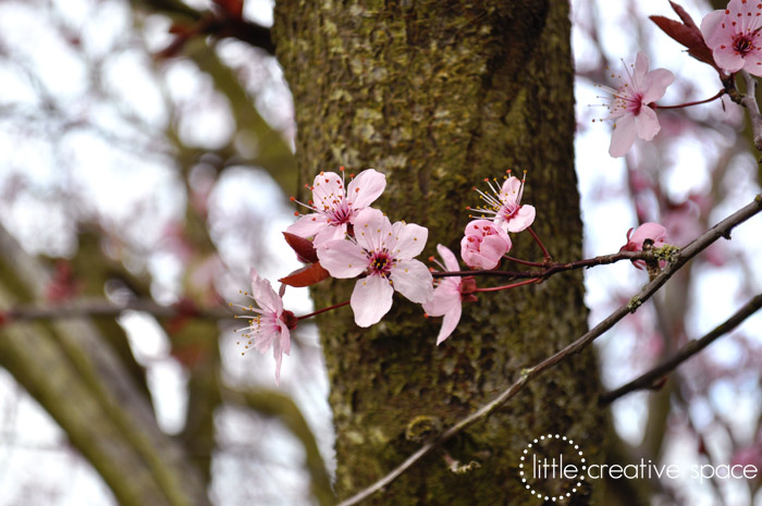 Cherry Blossoms