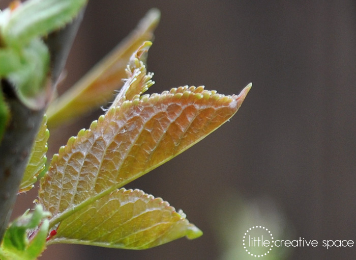 Closeup of Bloom Leaf