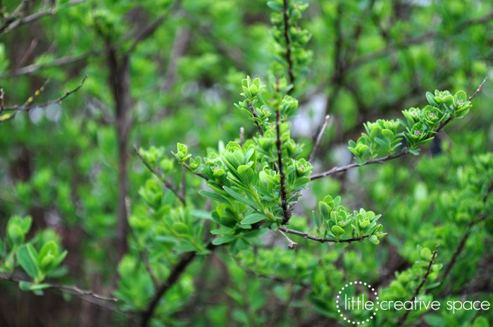 Small Leaf Bush