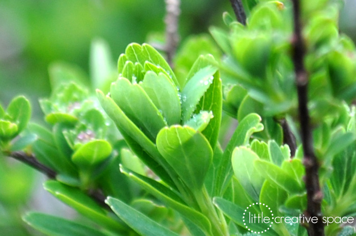 100% Zoomed Leaves