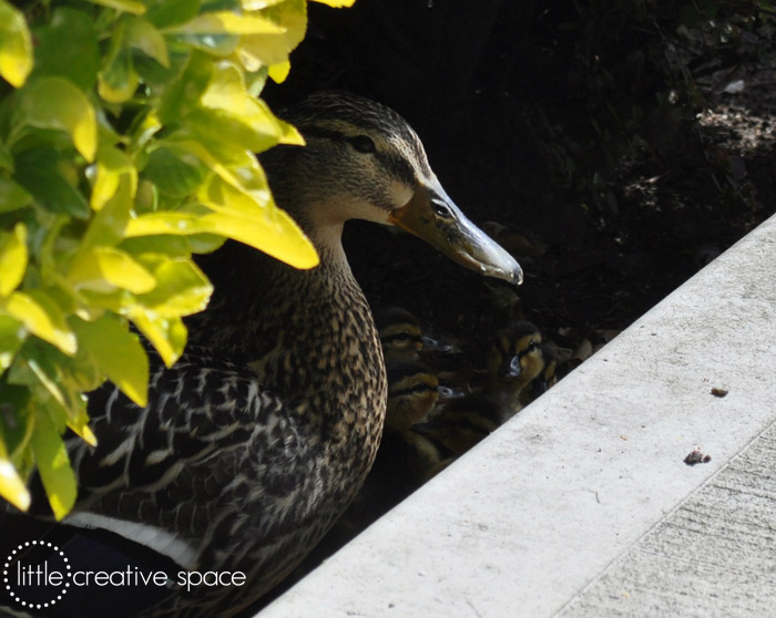 Mama Duck and Babies