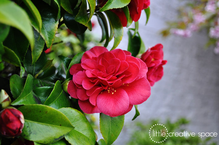 Red Flowers