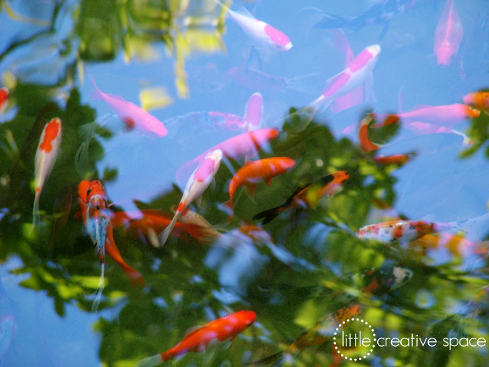 Koi Fish