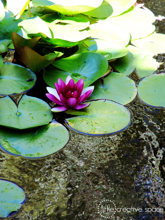 Lily Pads And Rushing Waters