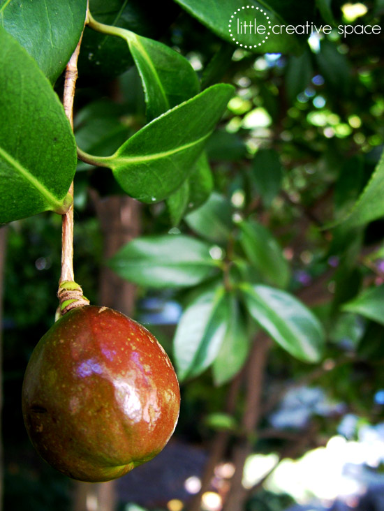 Chinese Fruit On Tree