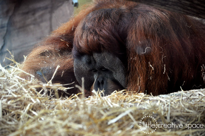 Sleeping Orangutan