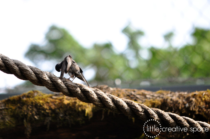 Small Bird On Rope