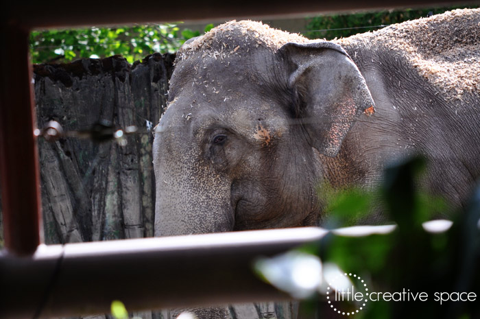 Wise Elephant