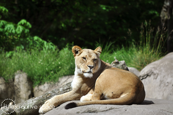 Regal Lion