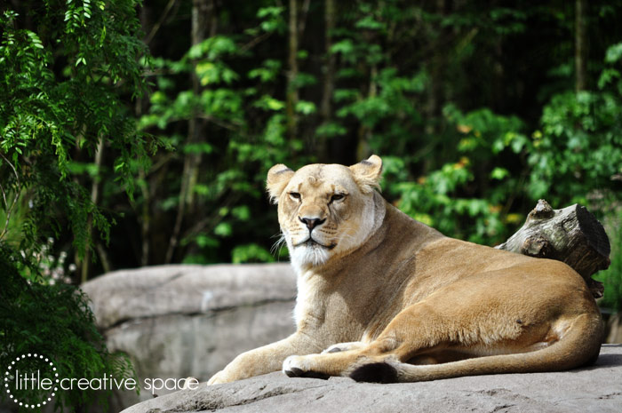 Sleepy Lion