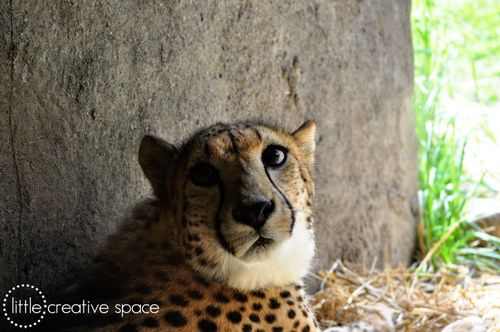 Startled Cheetah