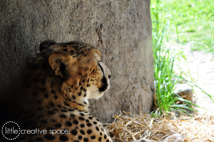 Sleepy Cheetah