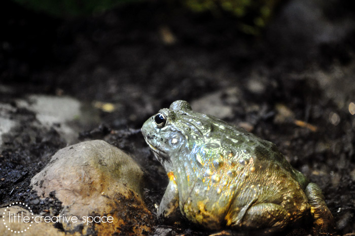 African Bullfrog