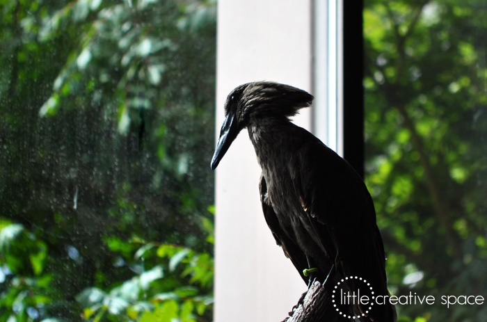 Hamerkop