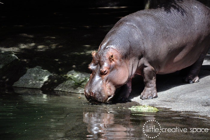 Drinking Hippopotamus