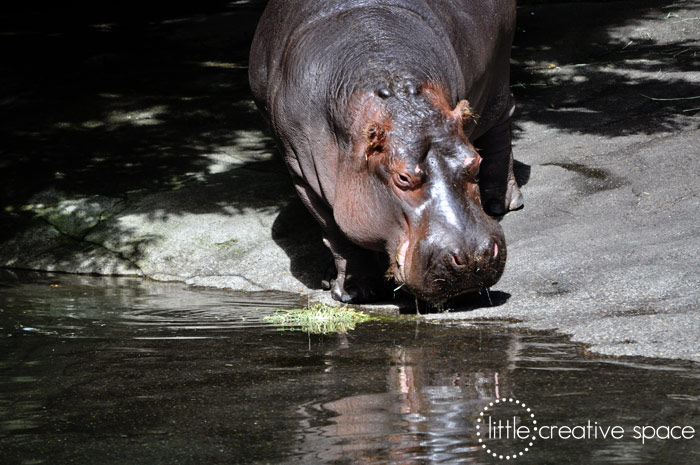 Coy Hippo