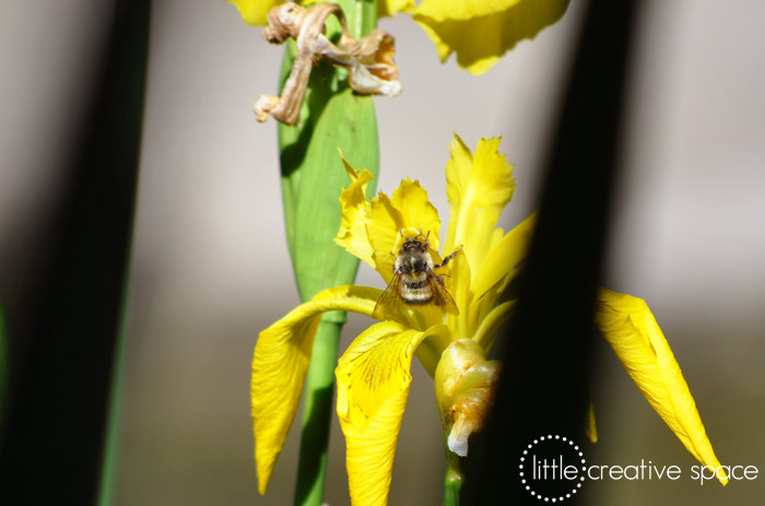 Bee On Flowers