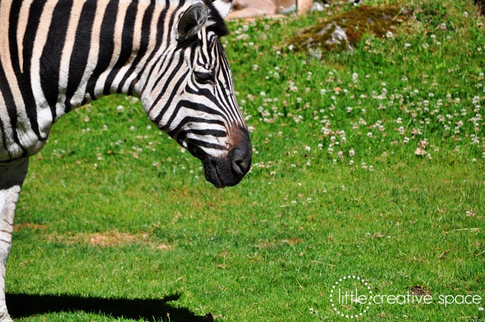 Zebra