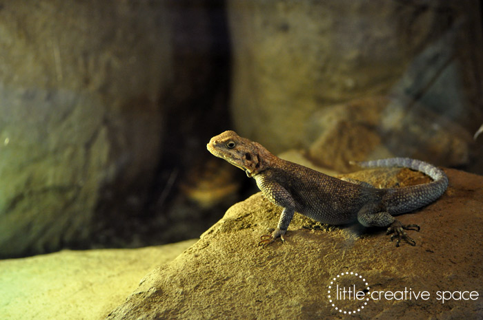 Lizard Profile