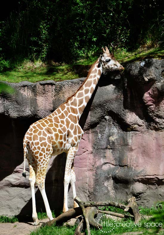 Giraffe 