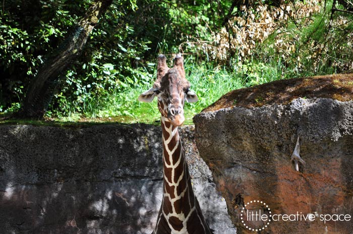 Giraffe Top