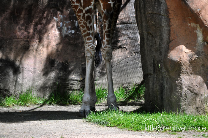 Giraffe Feet