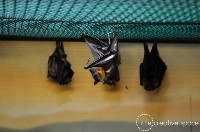 Bat Walking The Ceiling