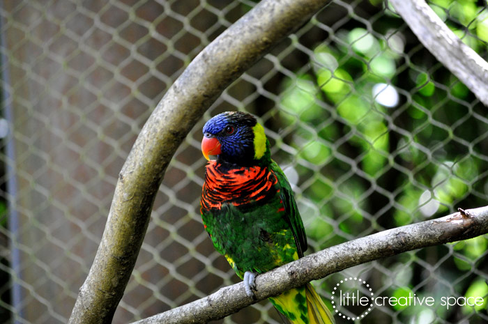 Single Lorikeet