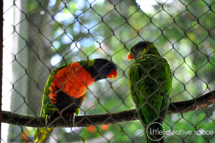 Lorikeet Pair