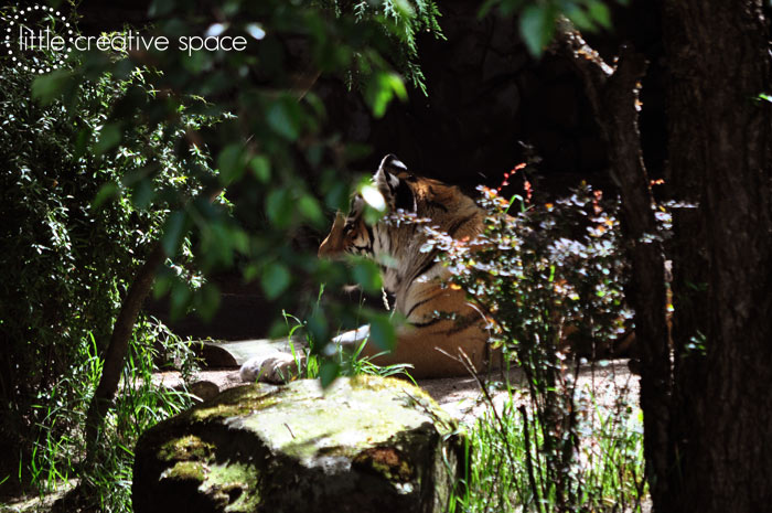 Hiding Tiger