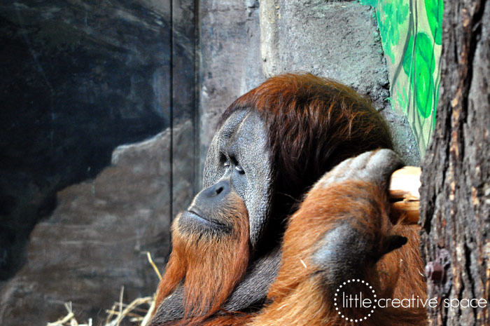 Relaxing Orangutan