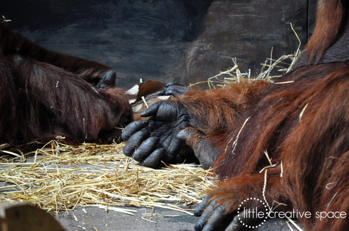 Orangutan Hands