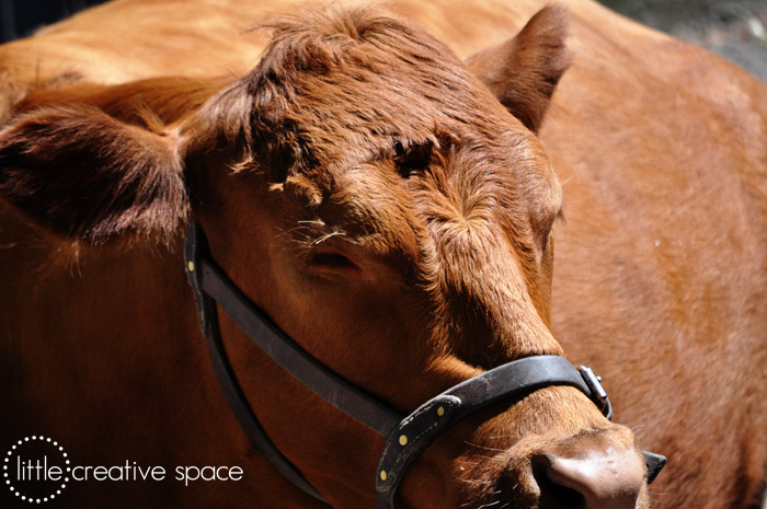 Cow With Shadows