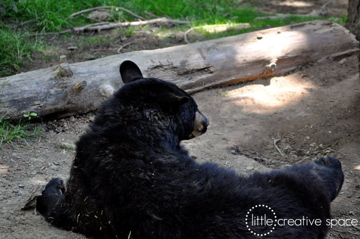 Fallen Black Bear
