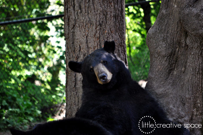 Reclining Black Bear