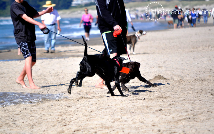 Dogs Playing In The Sand