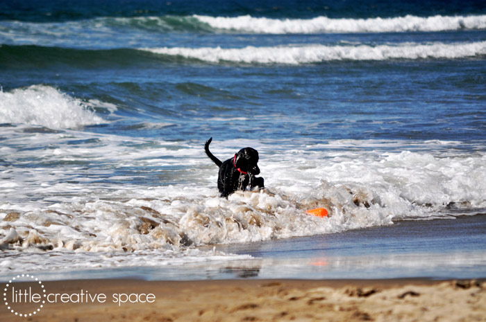 Chasing A Floating Toy