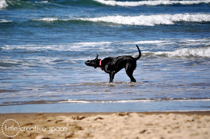 Shaking Off The Water