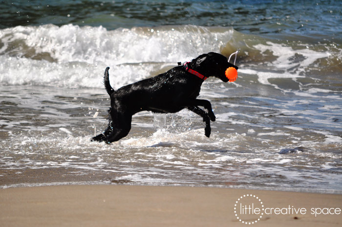 Lab In The Surf