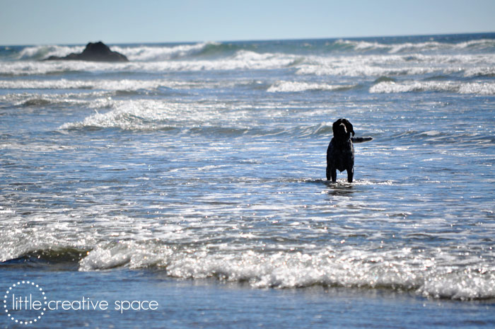 Lone Dog In Waves