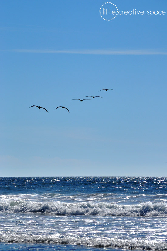 Flying Pelicans