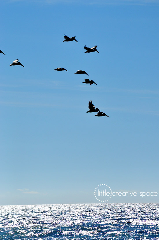 Pelicans