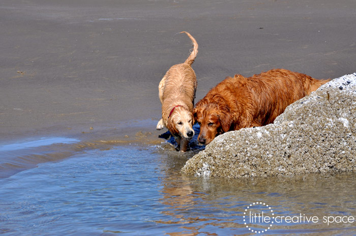 Sweet Retrievers