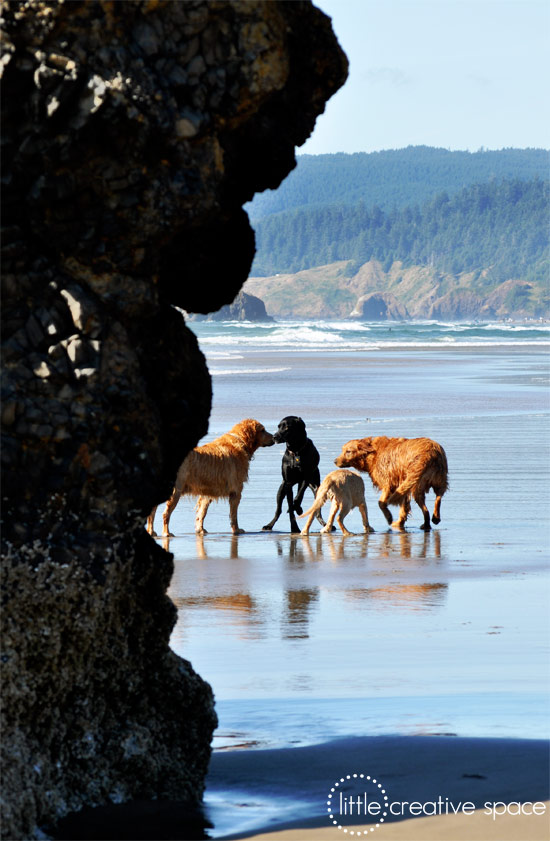 Retrievers Behind Rocks