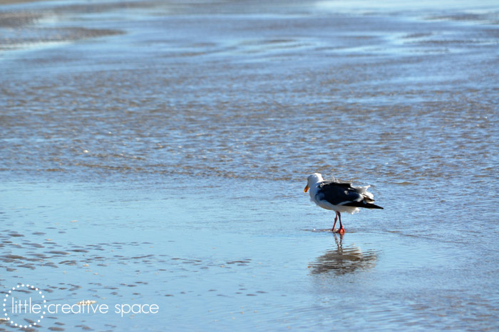 Seagull From Behind